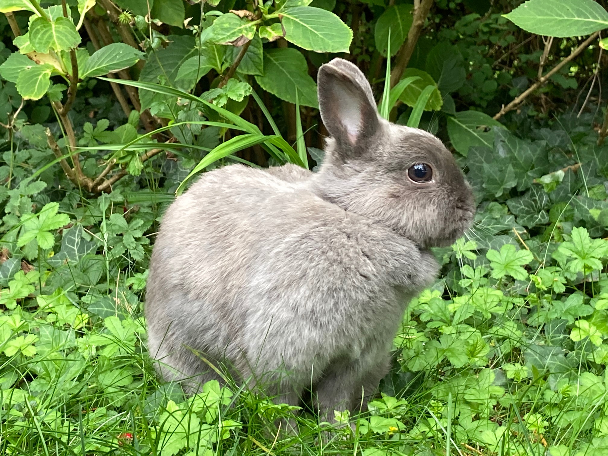 Kaninchen Copyright Gabi Obi