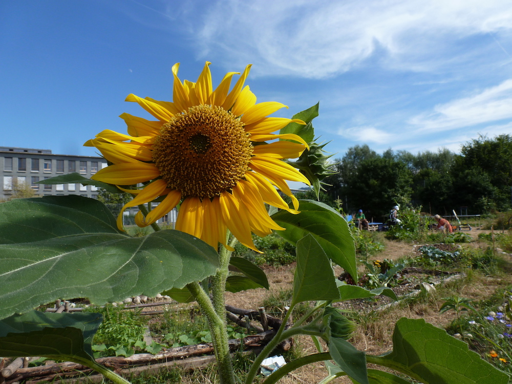 18 06 Foto zur Aktion schöne Bänke