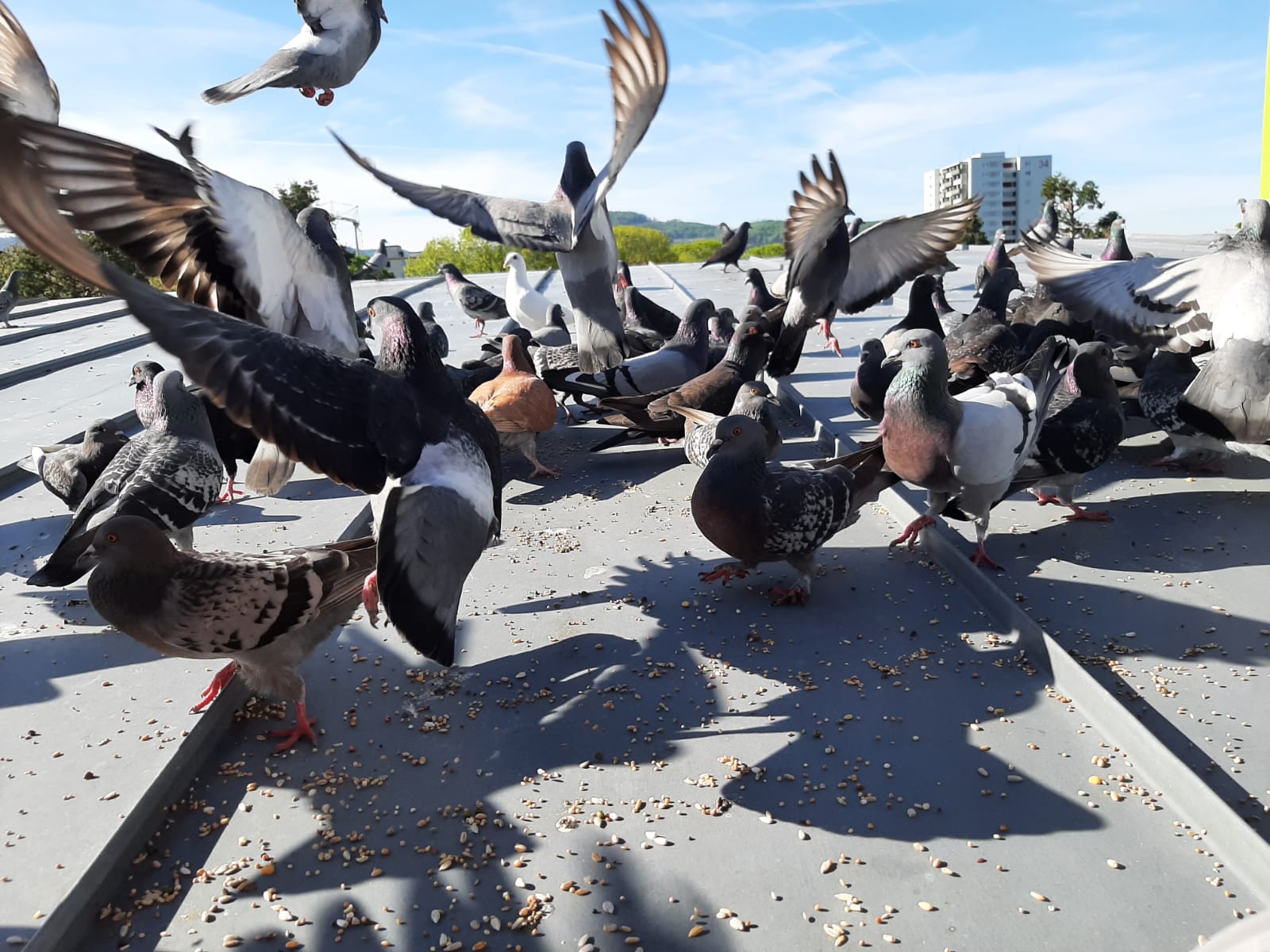respekt tiere tauben freiburg weingarten 3