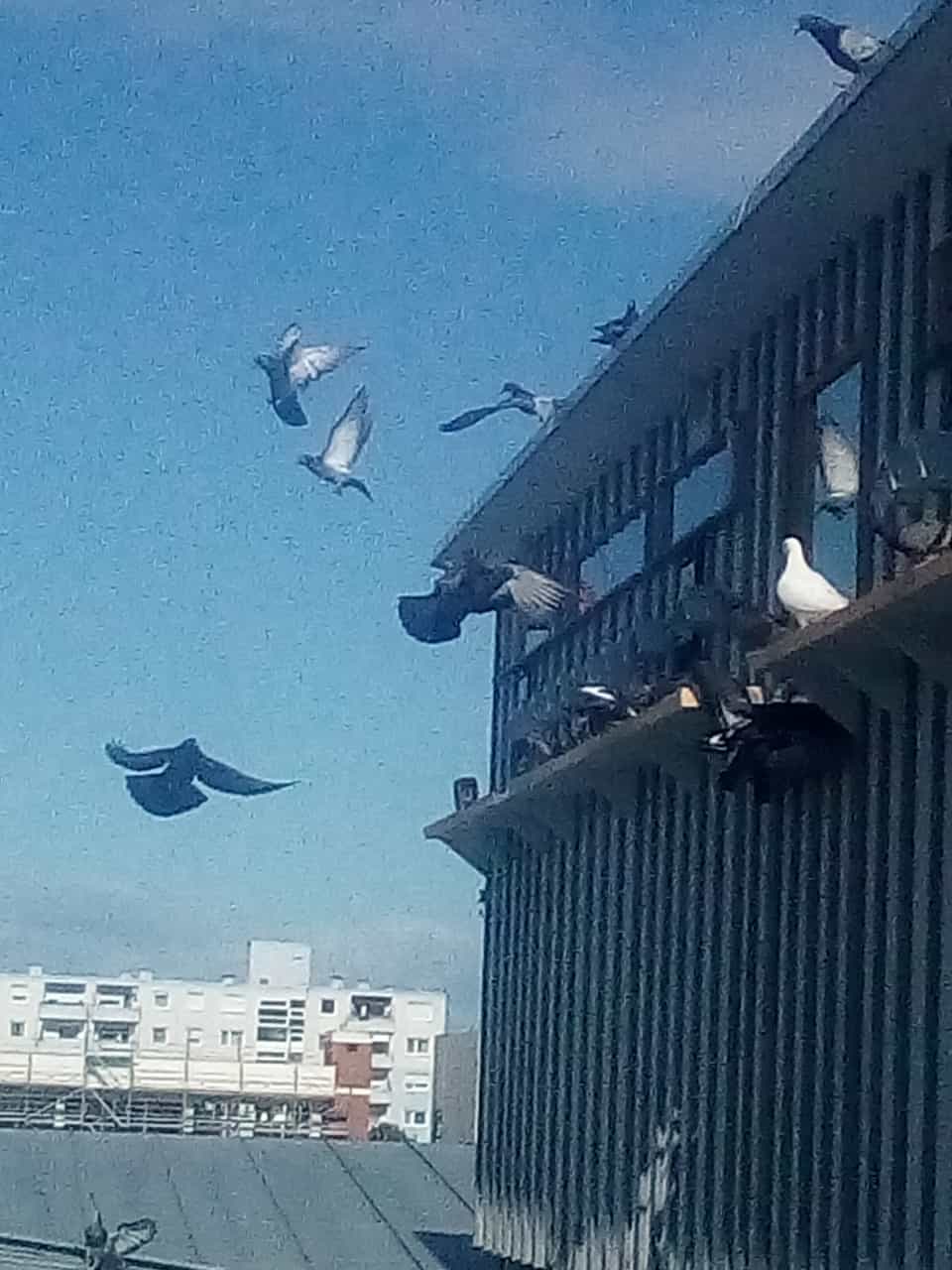 respekt tiere tauben freiburg weingarten 4