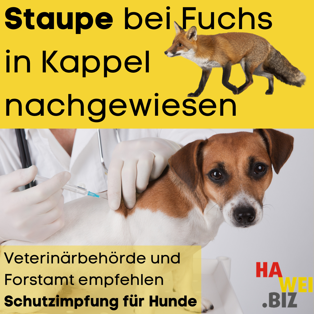 HW Staupe bei Fuchs in Kappel nachgewiesen