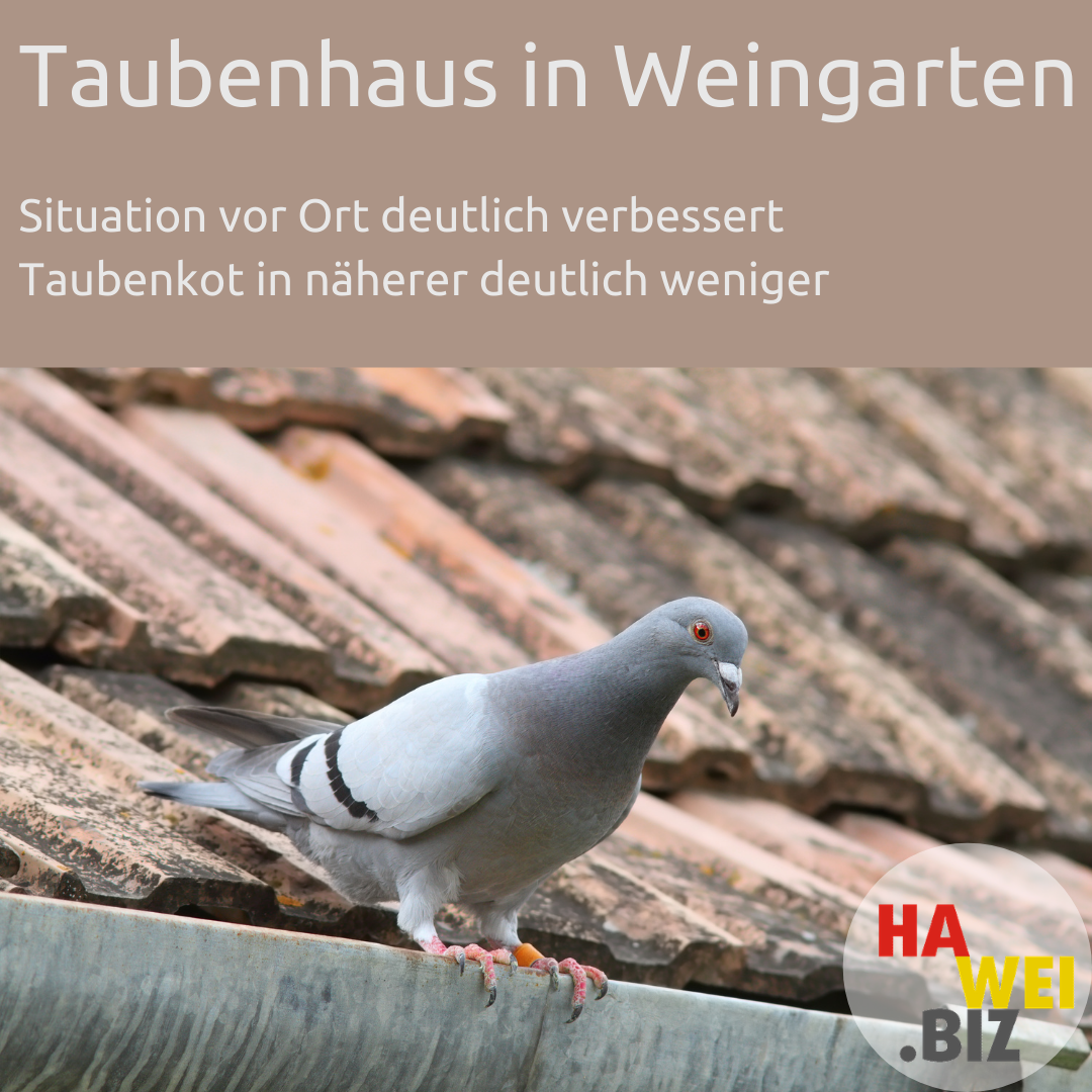 Weingarten Tauben HW 2021